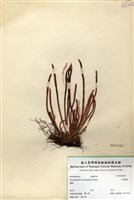 藏品(二條線蕨)的圖片